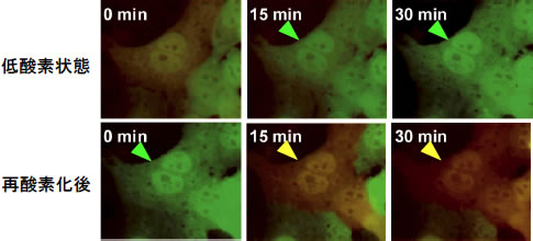 図2: 低酸素・再酸素化によるAML12肝細胞のレドックスの変化 低酸素中の相対的還元状態の細胞（緑色矢印）と再酸素化後の酸化状態の細胞（黄色矢印）を示す。