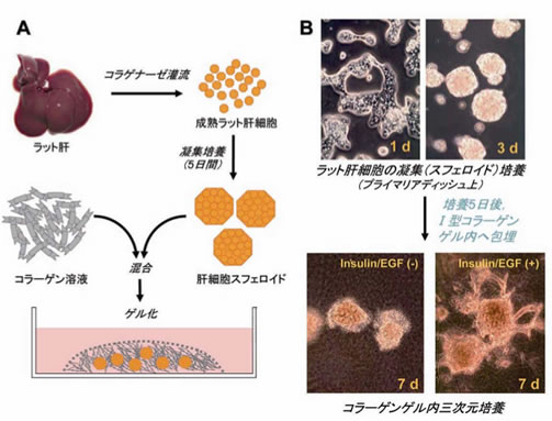 図5　成熟肝細胞スフェロイドのコラーゲンゲル内三次元培養