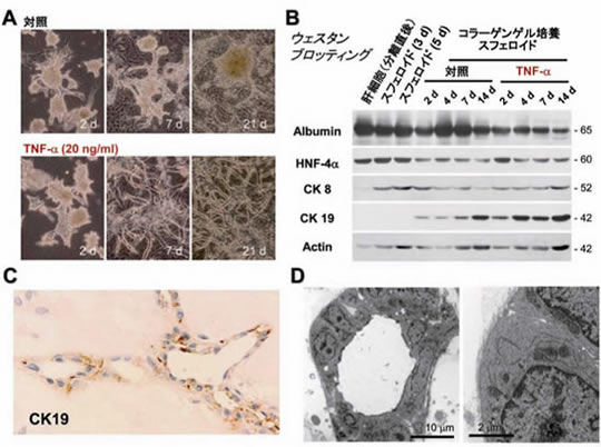 図7　TNF-αによる培養ラット肝細胞の胆管上皮化生の促進