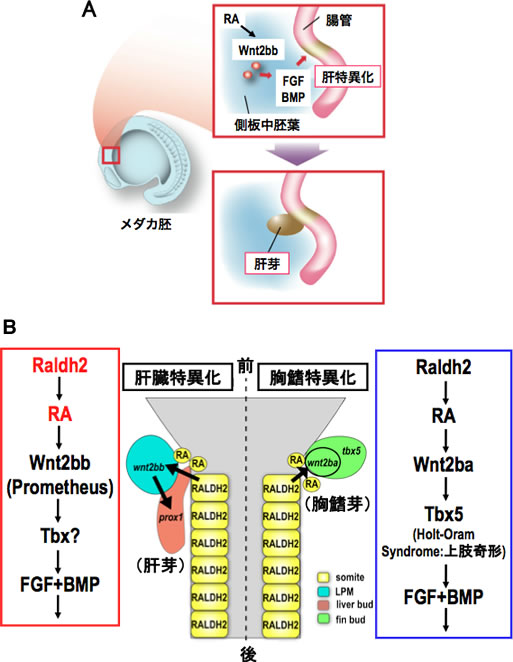 図4　メダカの肝特異化と胸鰭特異化を制御するシグナル伝達系